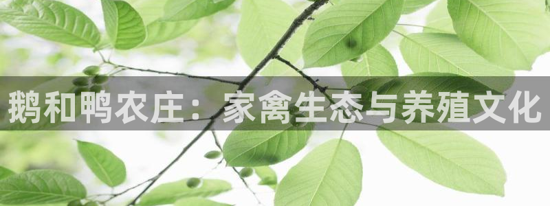 ag九游会官方登陆：鹅和鸭农庄：家禽生态与养殖文化