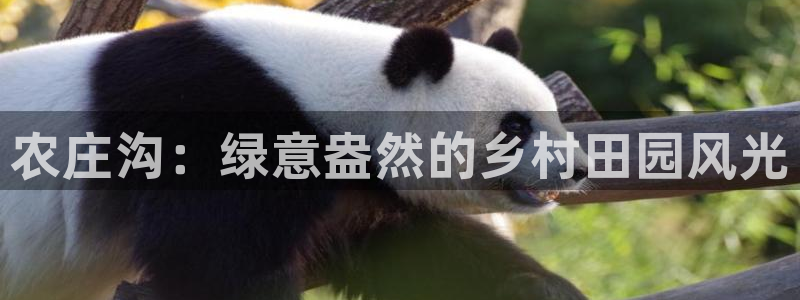 Google 九游会