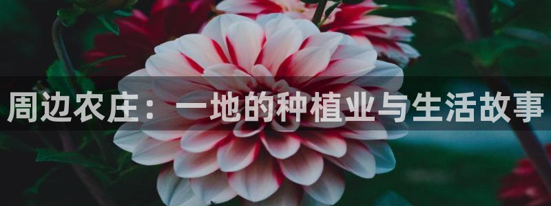 九游会倒闭